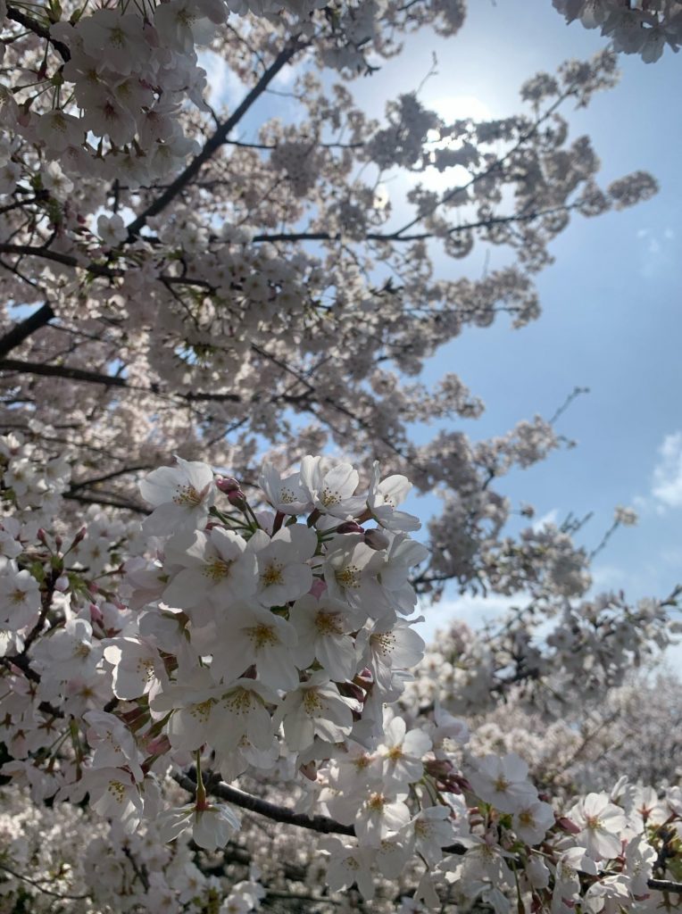 【３月】春のお花見
