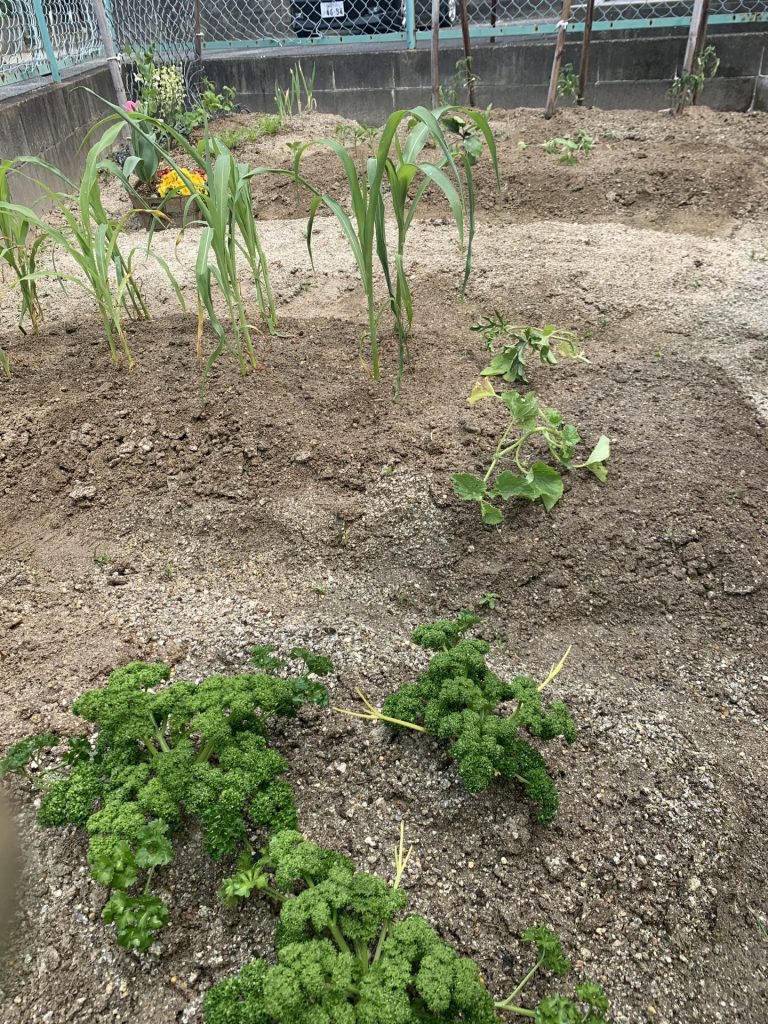 【４月中旬】夏野菜の苗を植えますよ～♪